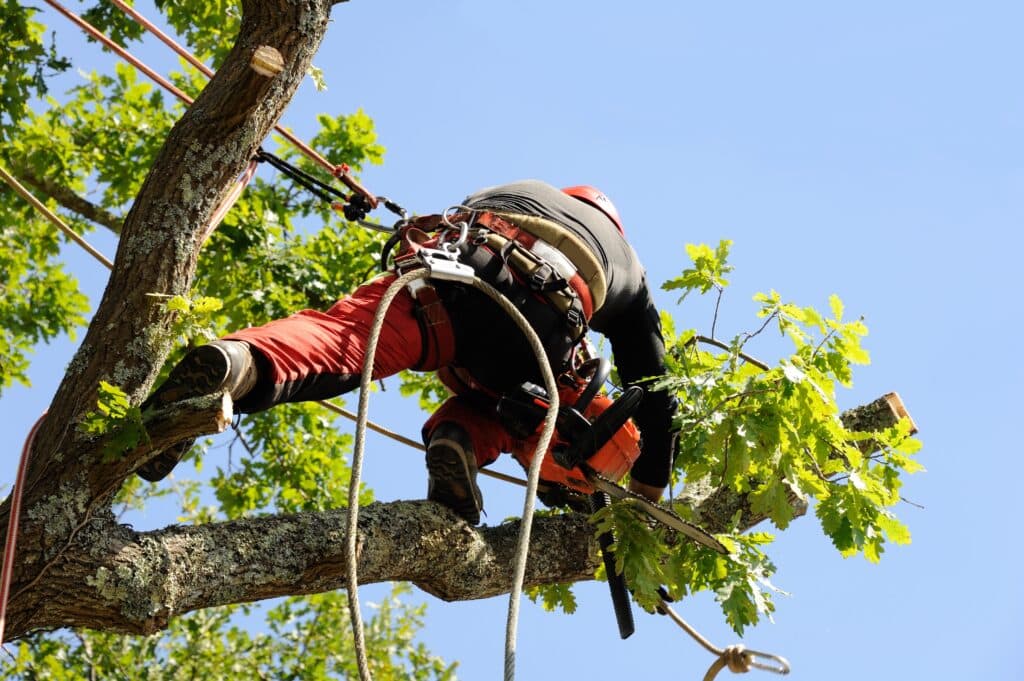 élagueur en train d'élaguer un arbre