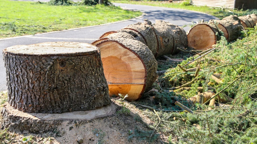 Arbre récemment coupé en plusieurs bûches et une souche imposante, entouré de branches et de sciure près d'un chemin pavé et de l'herbe.