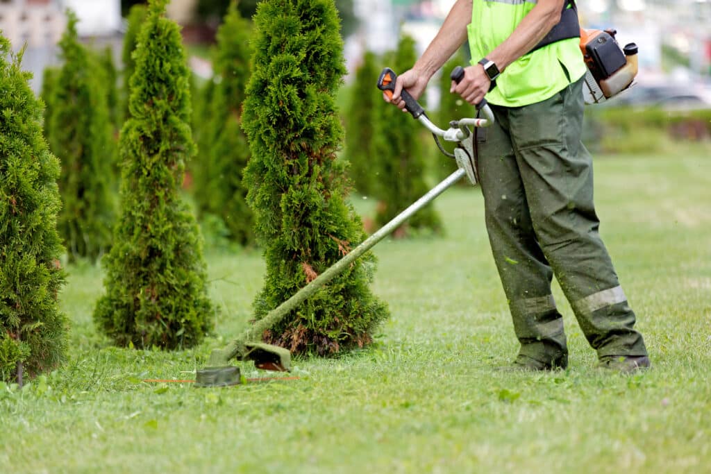 Jardinier en gilet fluo utilisant une débroussailleuse pour couper l'herbe autour de thuyas. De l'herbe coupée est projetée.
