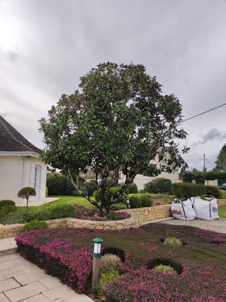 Magnolia imposant dans un jardin fleuri de bruyères violettes. Mur de pierre, maison claire, et sacs de déchets verts Big Mat.